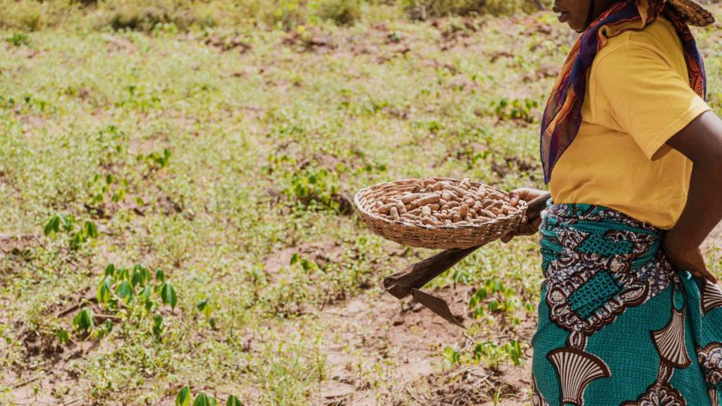 4 Rituales con cafeína: historia, tradición y consumo moderno 2 El cafe viene de etiopia