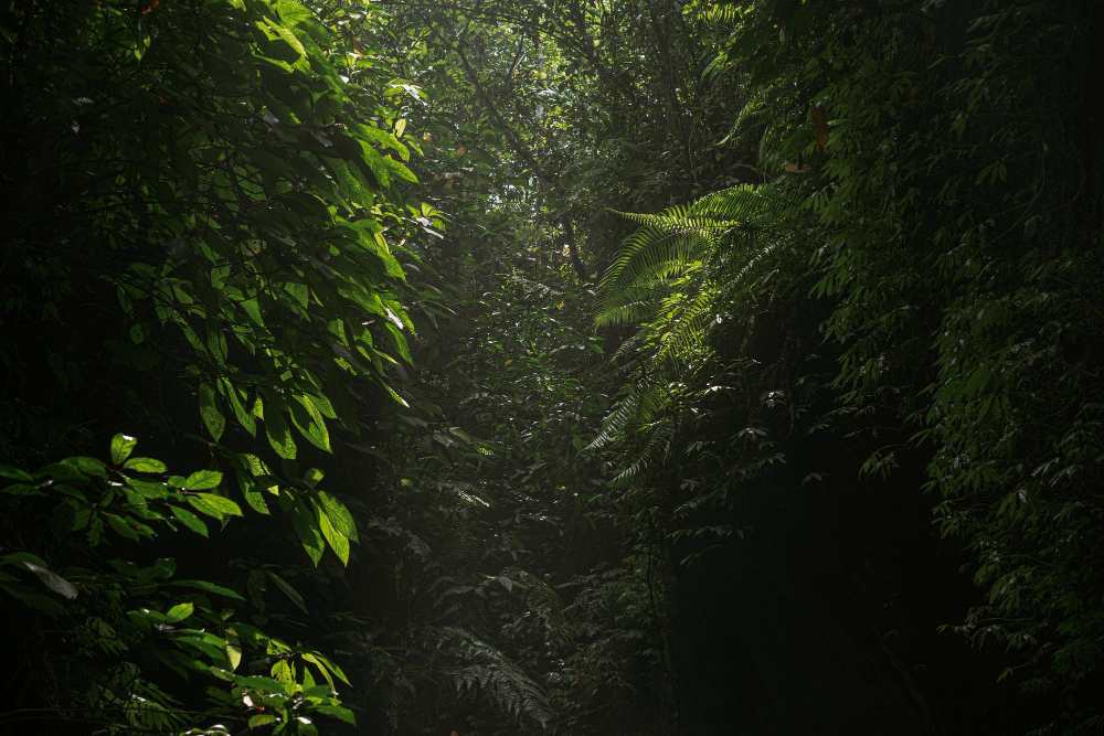 Guía de supervivencia de cafeína en polvo: cómo sobrevivir en la selva I 3 travesía selva